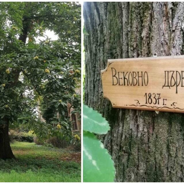 Чинар на 270 г. и пърнар на 240 г. са сред новите дървета, обявени от държавата за защитени