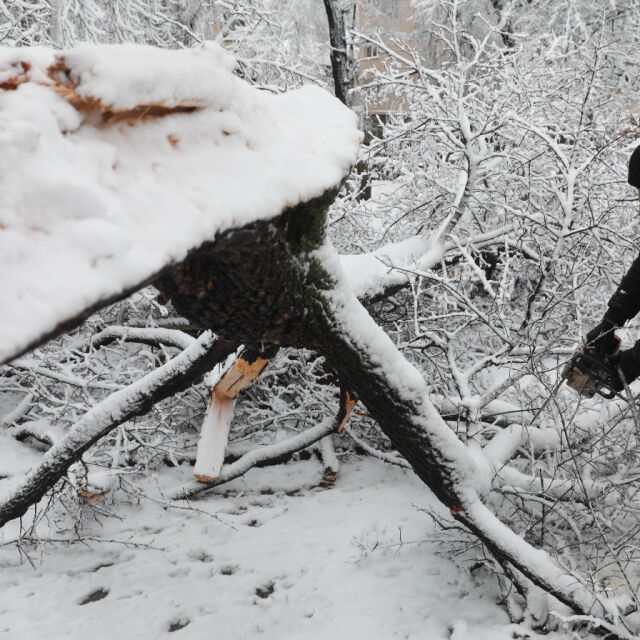 Множество сигнали за паднали дървета в София