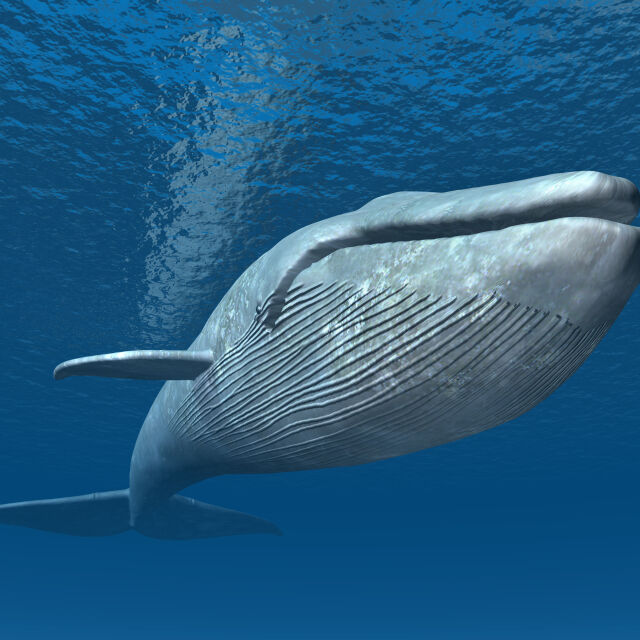 Китове поглъщат ежедневно по 10 милиона частици пластмаса
