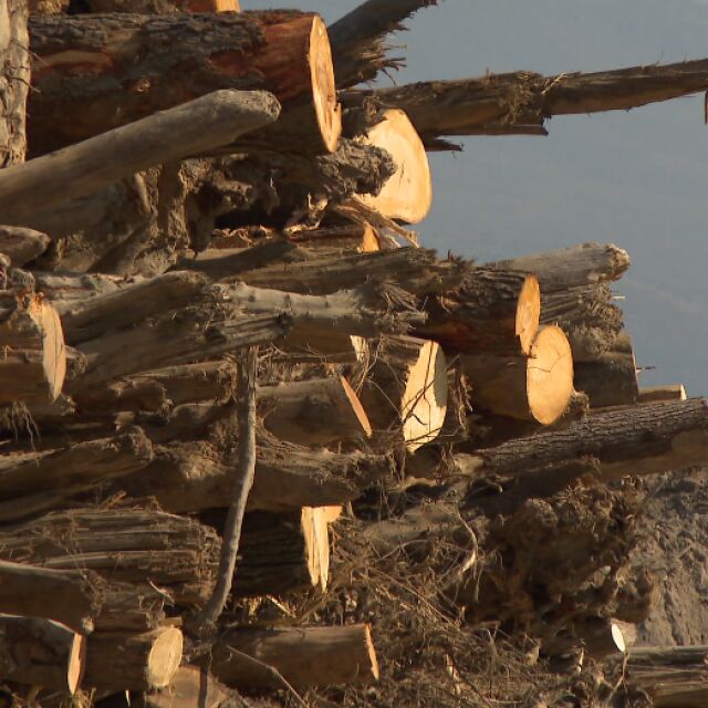Безплатни ли са безвъзмездните дърва за пострадалите в потопа в Карловско?