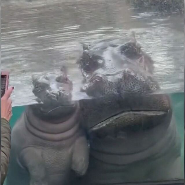 Майка и бебе хипопотам позираха за снимка през посетители в зоопарк