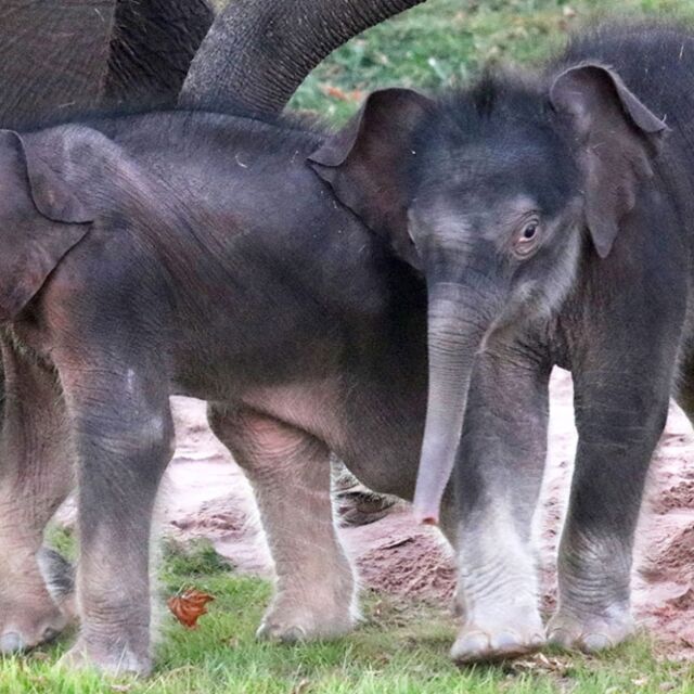 За първи път: Здрави слончета близнаци се родиха в зоопарк в САЩ