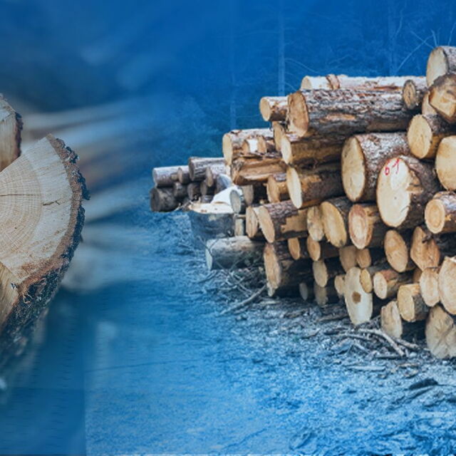 Държавата отчита рекорден добив на дърва