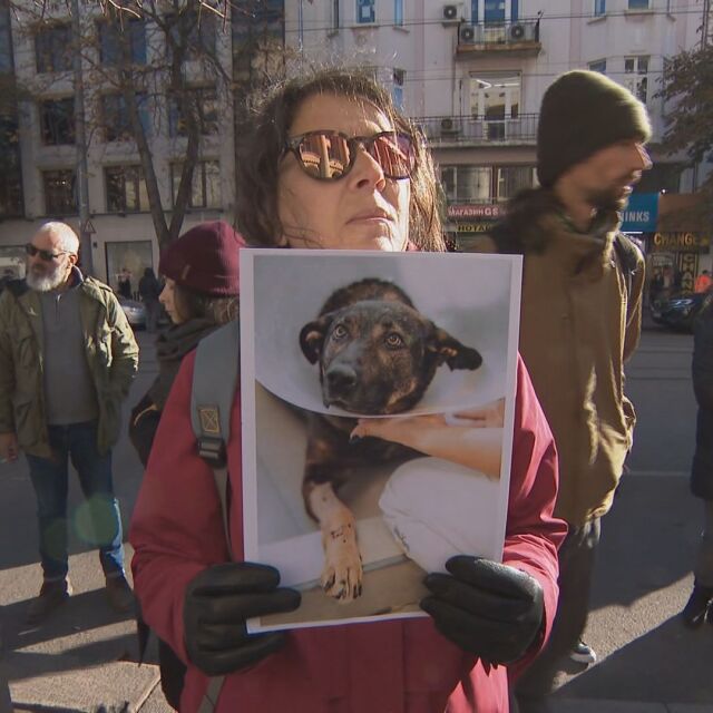 Протест в София след побоя над кучето Мечо