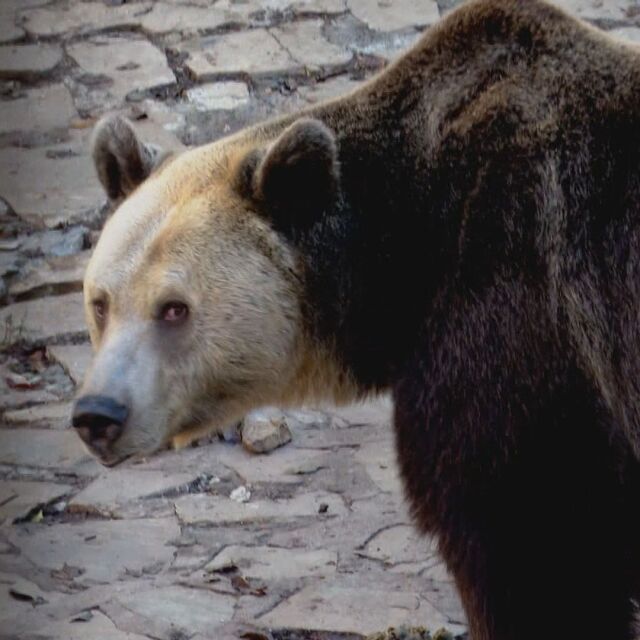 13-годишна мечка от зоопарка в Стара Загора се готви за втория си зимен сън