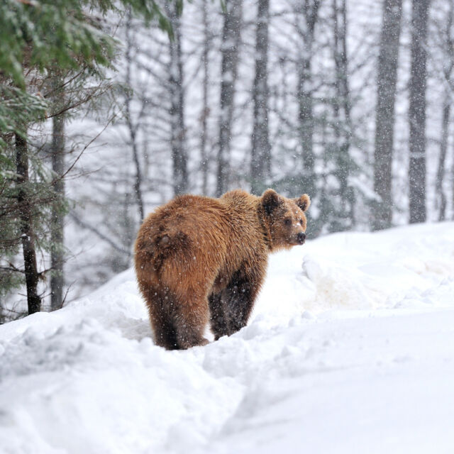 Среща отблизо: Разказ на мъжа, озовал сe на метри от мечка край Пампорово (ВИДЕО)