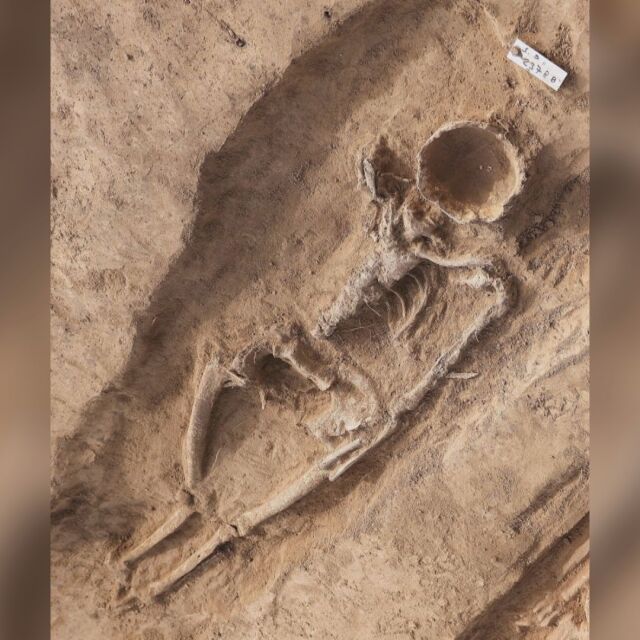 “Обичали са се преди 1000 г. в дворец на императори“: Защо скелет на жена е без лице?