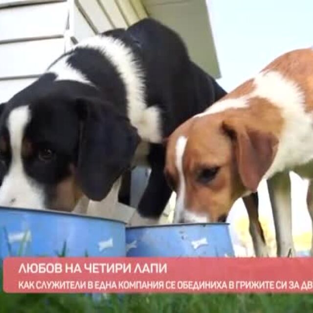 Трудно е да не се разплачеш! Две кученца, изхвърлени на улицата, стават талисмани на фирма (ВИДЕО)