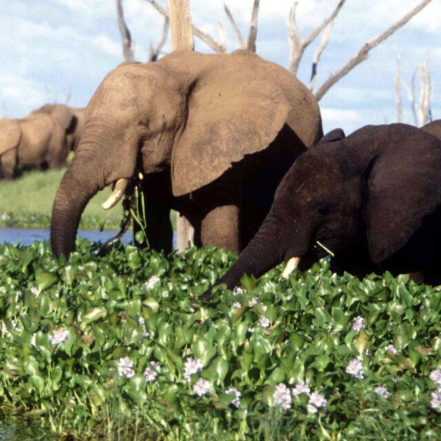 350 слона умират в търсене на вода и храна: Бактерията, която ги убива - резултат от климатичните промени