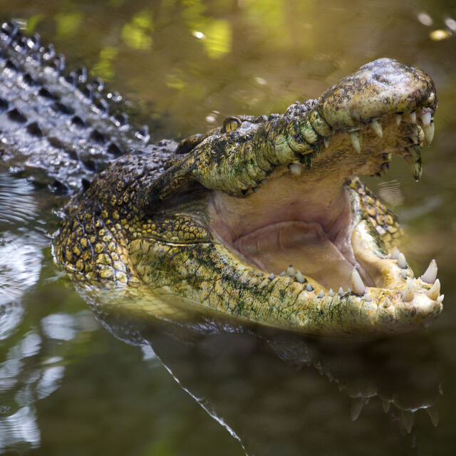 Битка на живот и смърт: Фермер отблъснал атака на крокодил – ухапал го