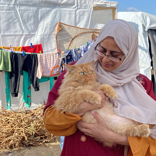 Симсим, Брауни и Лиза: Три спасени котки забавляват децата в южната част на Газа (ВИДЕО и СНИМКИ)