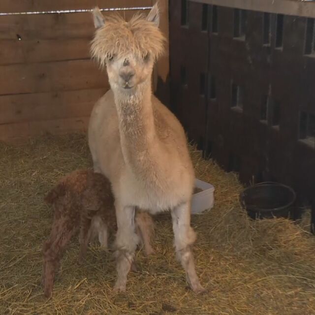Бебе алпака се роди в зоопарка в Бургас (СНИМКИ)