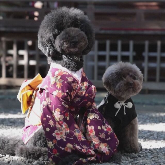 Кучета и котки с кимона: Животните се включиха в традиционен празник за деца 