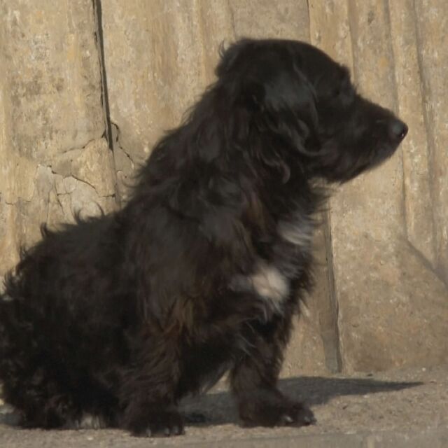 Лоялност и любов: Кучето Плюшко продължава да чака своя стопанин, починал преди 3 години