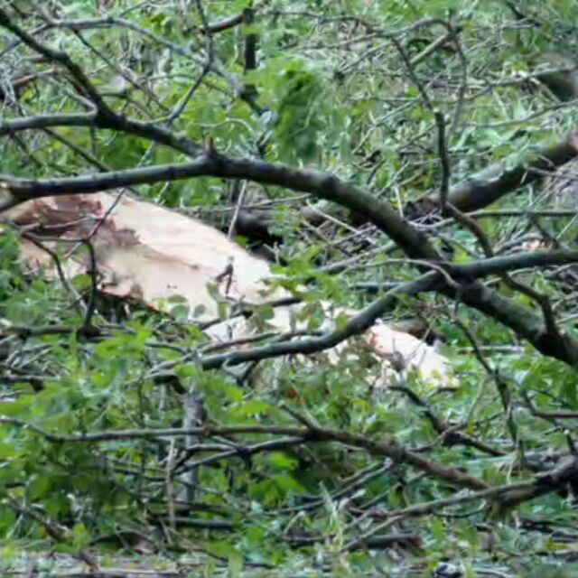 Трагичен инцидент и във Варна: Дърво падна и уби жена