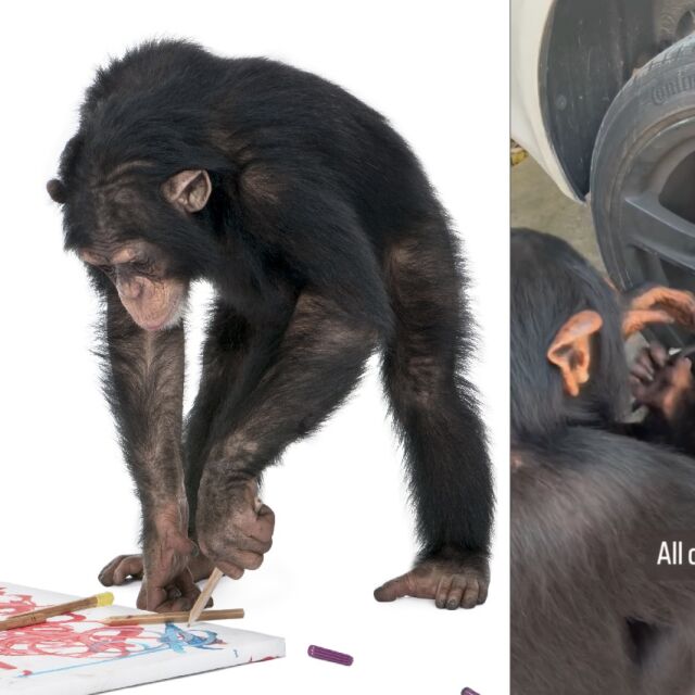 Сменя масло, гуми и накладки, но е и художник – шимпанзето Лимбани е новата сензация (ВИДЕО)