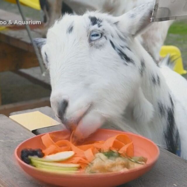 САЩ отбелязват Деня на благодарността: Кози пиха коктейл и ядоха вкусотии в зоопарка в Такома (ВИДЕО)