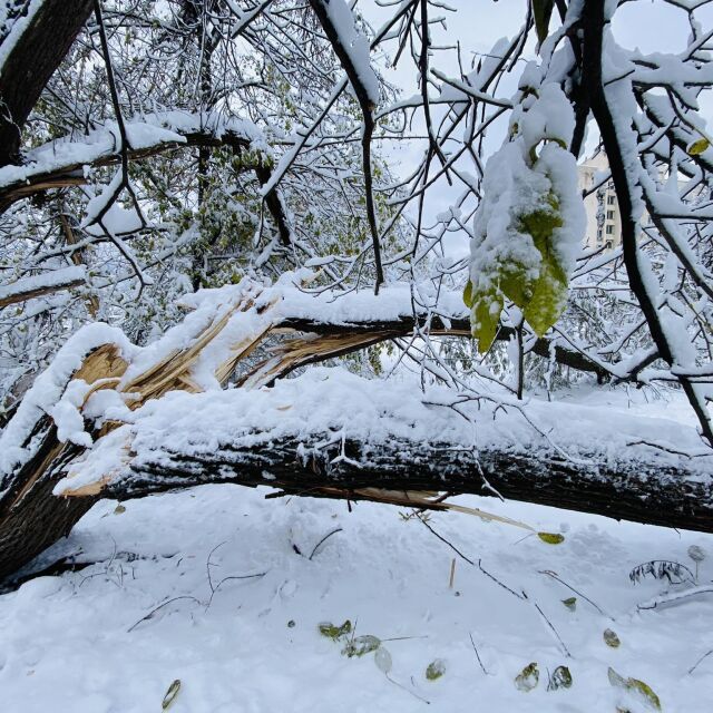 Десетки паднали дървета в Южния парк в София, някои от тях блокират основни алеи (СНИМКИ)