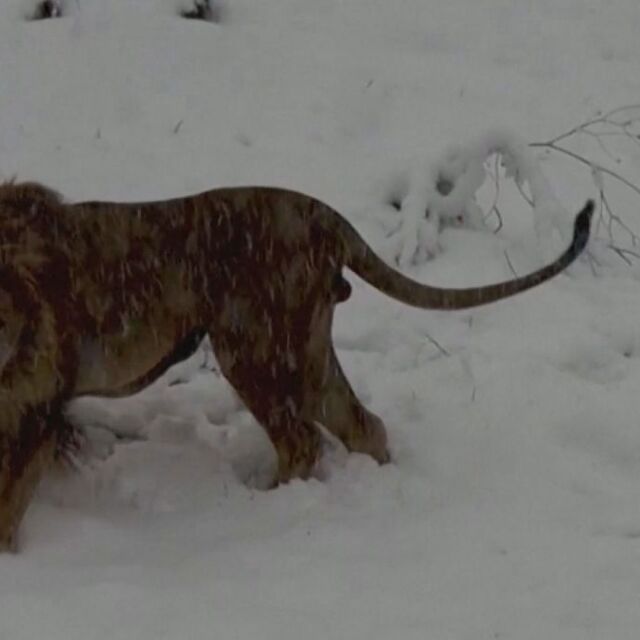 Лъв от Прищина за първи път видя сняг – не му хареса (ВИДЕО)