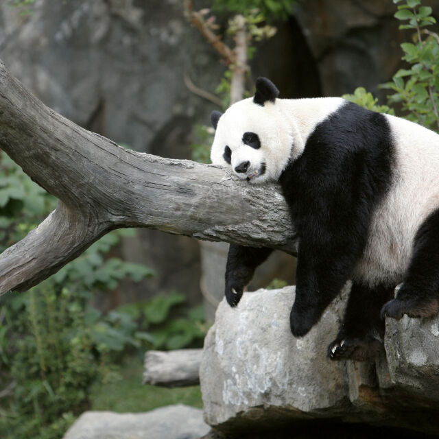 „Посланици на приятелството“: Китай предложи да изпрати нови панди на САЩ