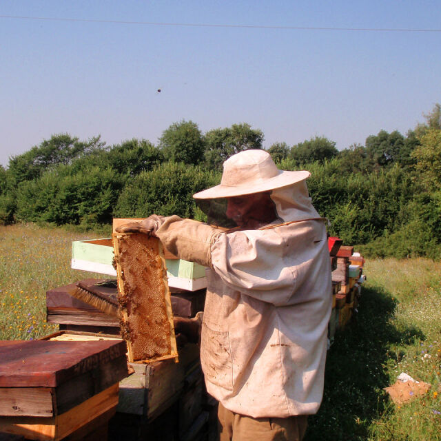 Протест на пчеларите: Искат забрана на химическите препарати в земеделието