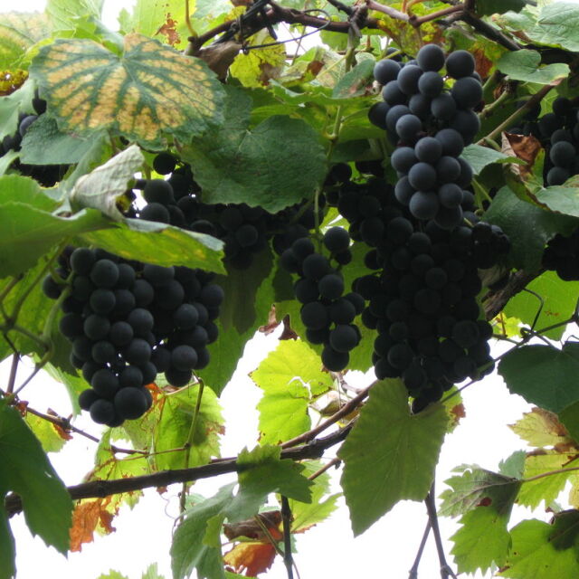 Инж. Красимир Коев: До 25% по-малко грозде ще има за годината