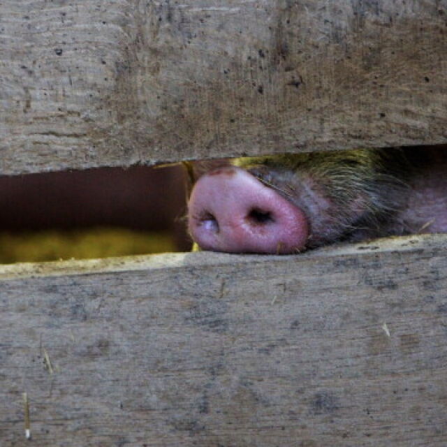 Обявиха бедствено положение и в Разград заради чумата по свинете