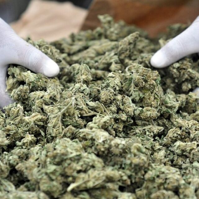 Безпрецедентна акция: Задържана марихуана за 130 млн. британски лири и близо 1000 ареста