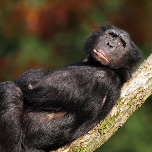 4 съвета, които можем да научим от най-сексуалните маймуни