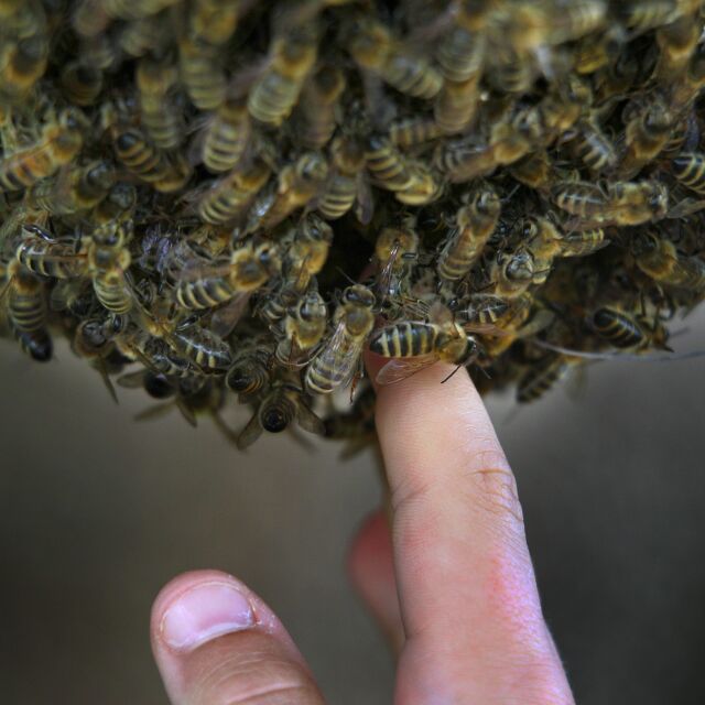 Диви пчели нажилиха мъж 1000 пъти в Аризона