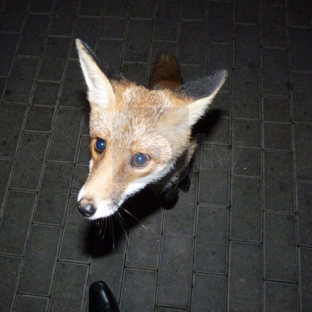 Да нахраниш лисица… с кюфтета: Какво не трябва да ядат дивите животни?