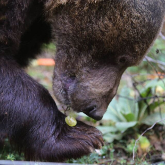 При бракониерски нападения: Четири мечки са убити за три седмици