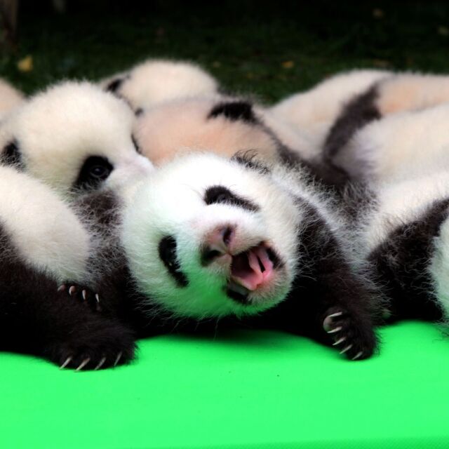 Какво може да е по-симпатично от бебе панда?