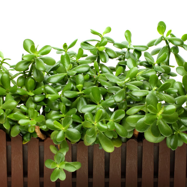 5 стайни растения за пречистване на въздуха от вредните химикали 