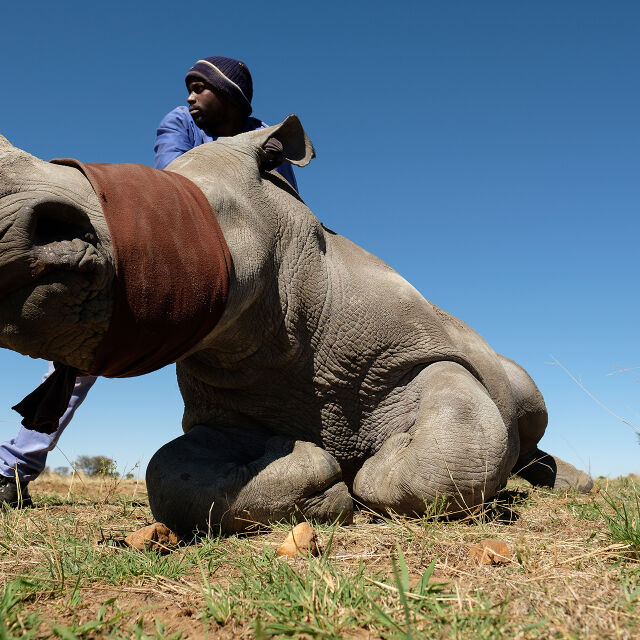 Зад контрабандата на рога от носорог