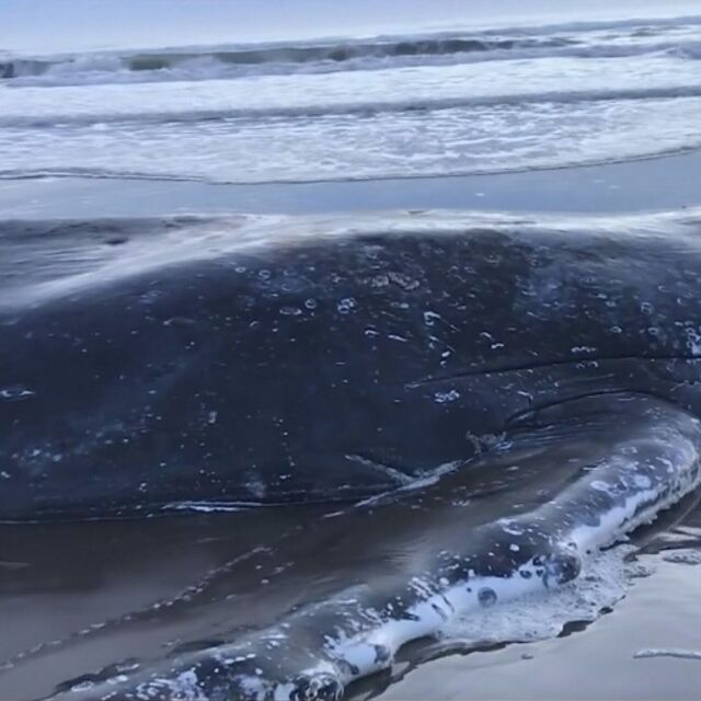 Спасителна акция: Върнаха кит в океана след 28-часово засядане на сушата