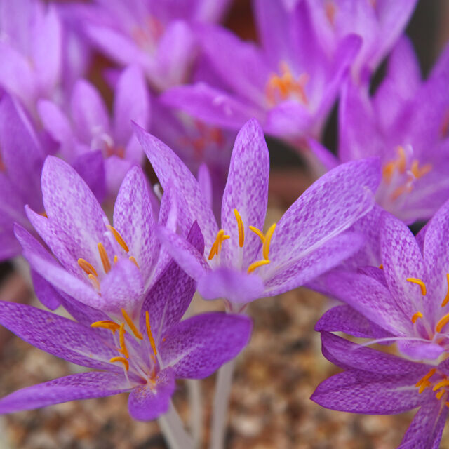 Вижте 5 от най-скъпи цветя в света