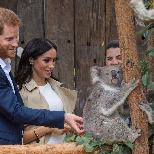 Меган и Хари в Австралия - първи подарък за бебето + среща с коала и ехидна