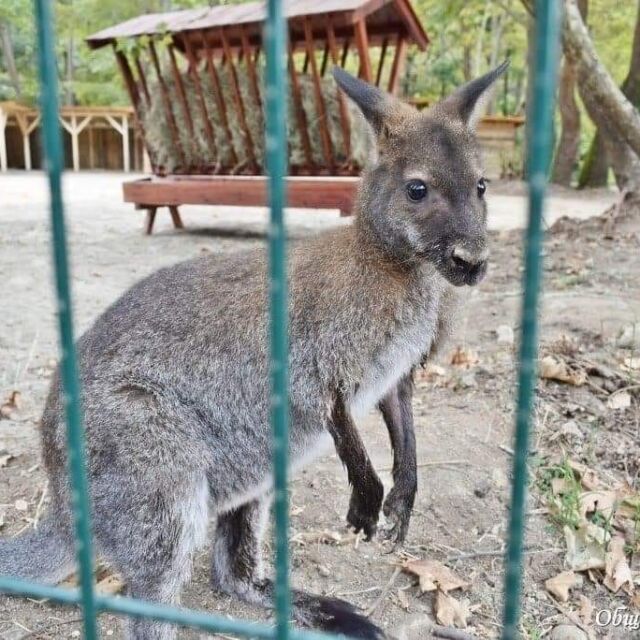 След 17 дни в неизвестност: Намериха кенгуруто Кики