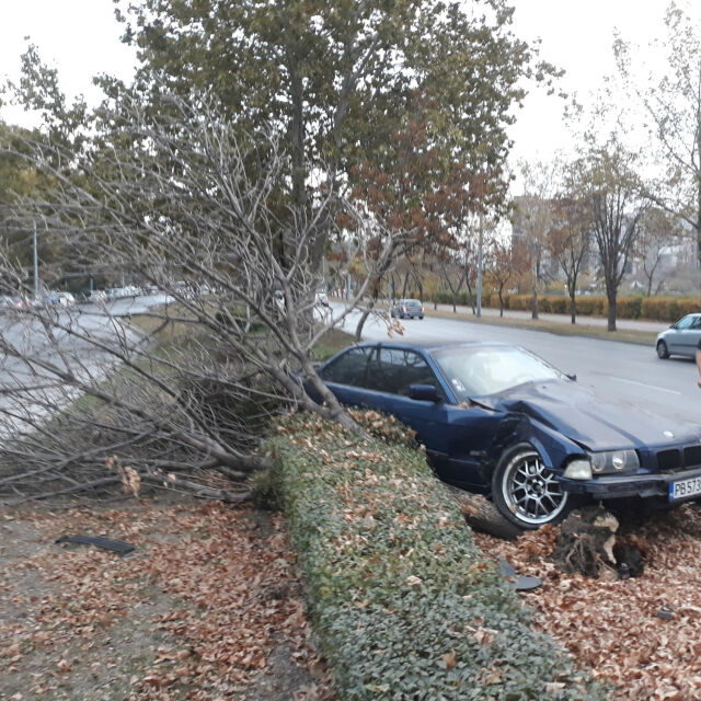 Мъж изкорени дърво при катастрофа в Пловдив