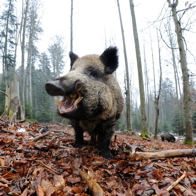Откриват ловния сезон на диви свине