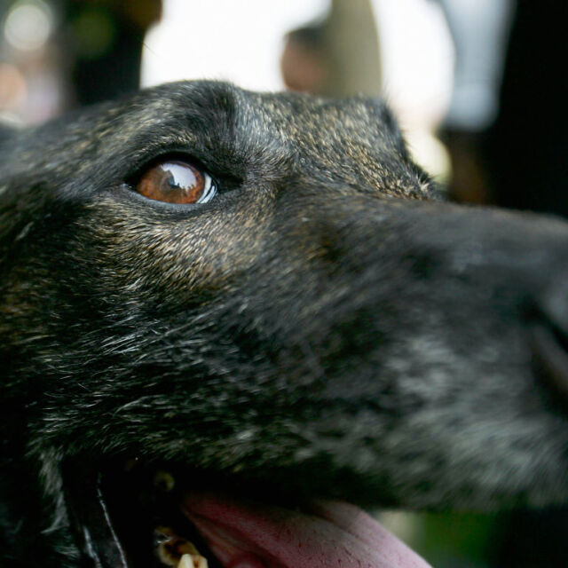 Контрабанда на животни: Милиони кучета се продават нелегално в Европа всяка година