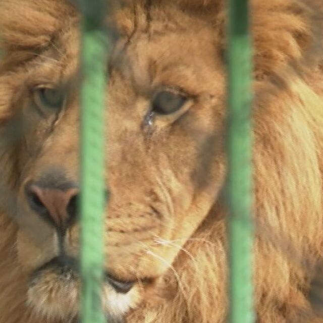 Експерт: Няколко зоопарка трябва да бъдат затворени заради липса на лиценз
