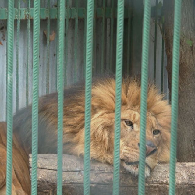 МОСВ: Зоопаркът в Разград изпълнява изискванията за отглеждане на лъвове