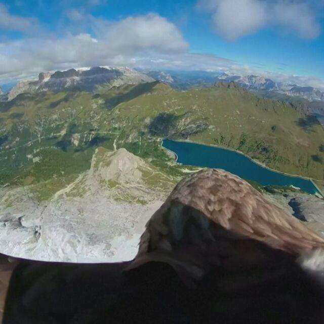Орел, оборудван с камера, прелетя над Алпите, за да покаже пораженията от глобалното затопляне (ВИДЕО)