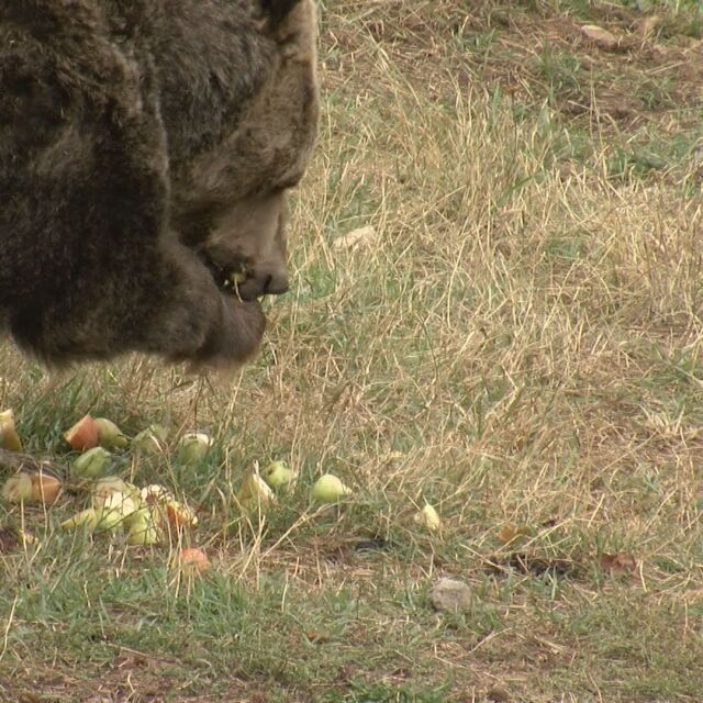 "Вярваме в доброто": Младоженци дариха 150 кг ябълки за мечките в Белица