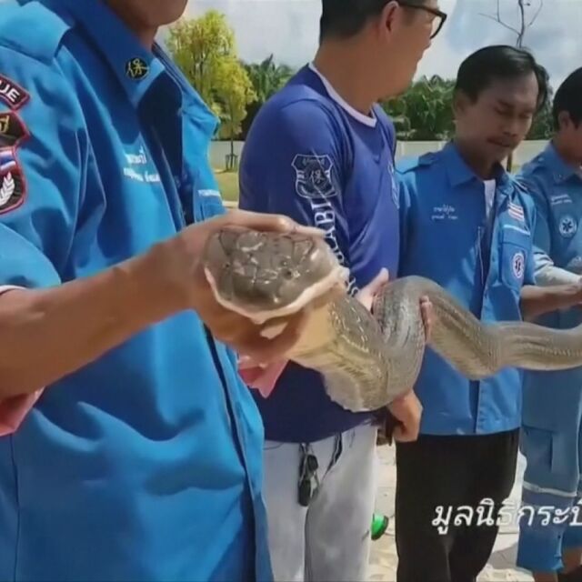 Кралска кобра в мола: 4-метрова змия изплаши посетителите на търговски център в Тайланд