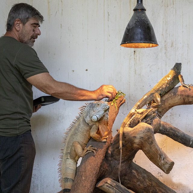 Свалиха еднометрова игуана от липа в Стара Загора 