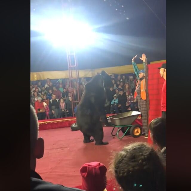 Циркова мечка нападна мъж в Русия (ВИДЕО)
