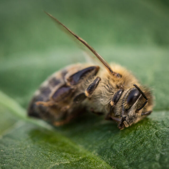 Пчелар от Калифорния: пчелите умират, има начин да ги спасим (ВИДЕО)